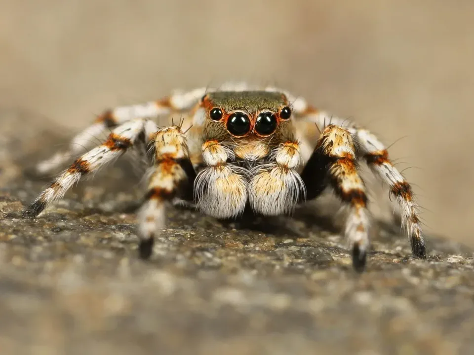 Jumping Spider — Pest Control
