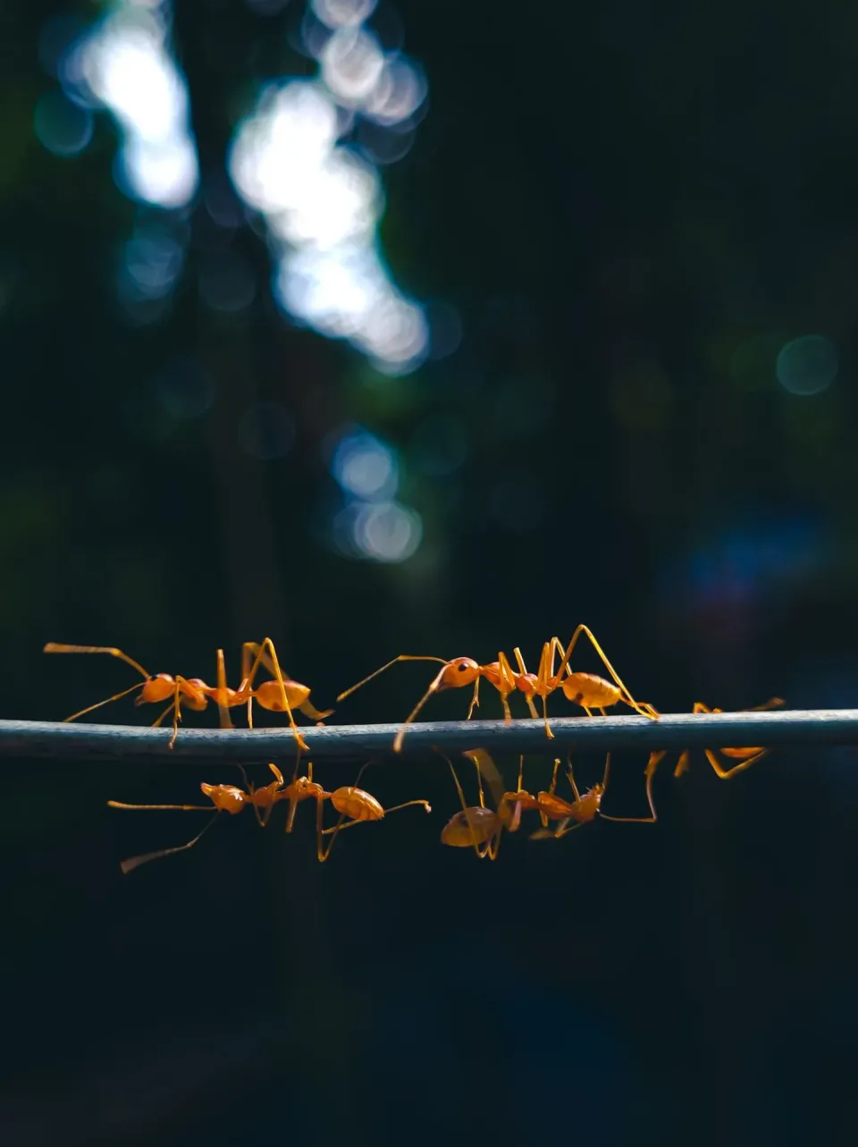 Weaver Ants — Pest Control